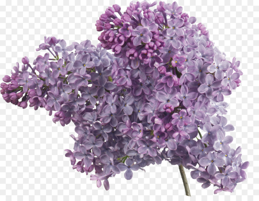 Common lilac Lavender Clip art - lila