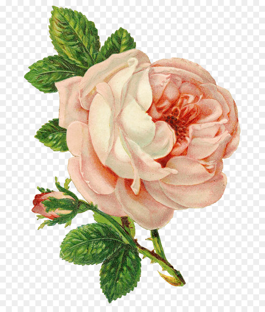 Rose Blume Zeichnung Clip art - rosa Rosen