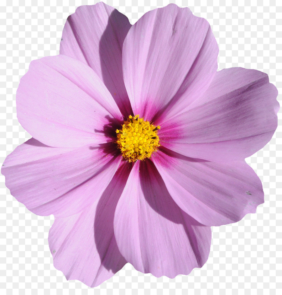 Blume-Image-Datei-Formate - lila Blume