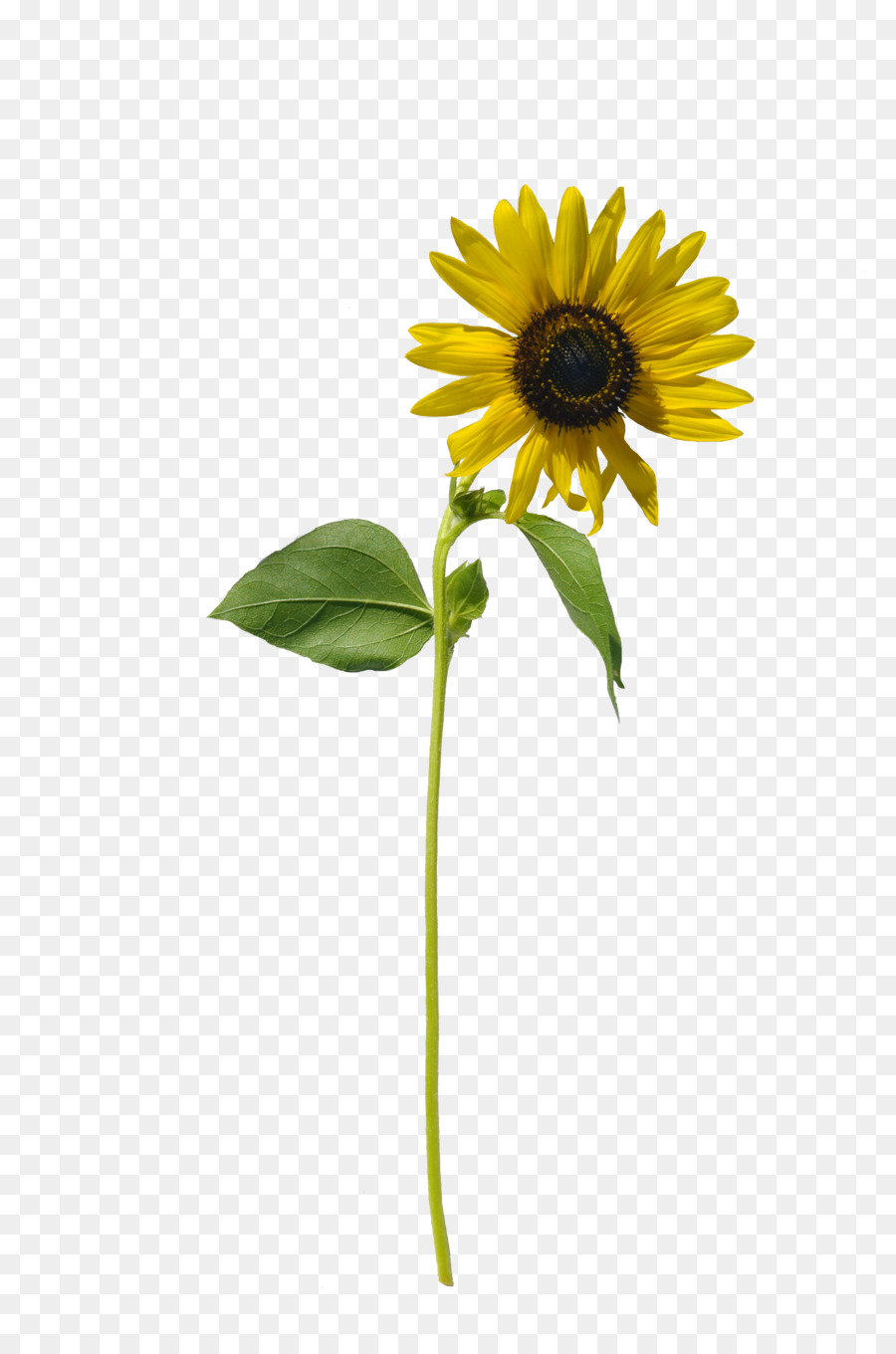 Common sunflower Stock Fotografie - Sonnenblume