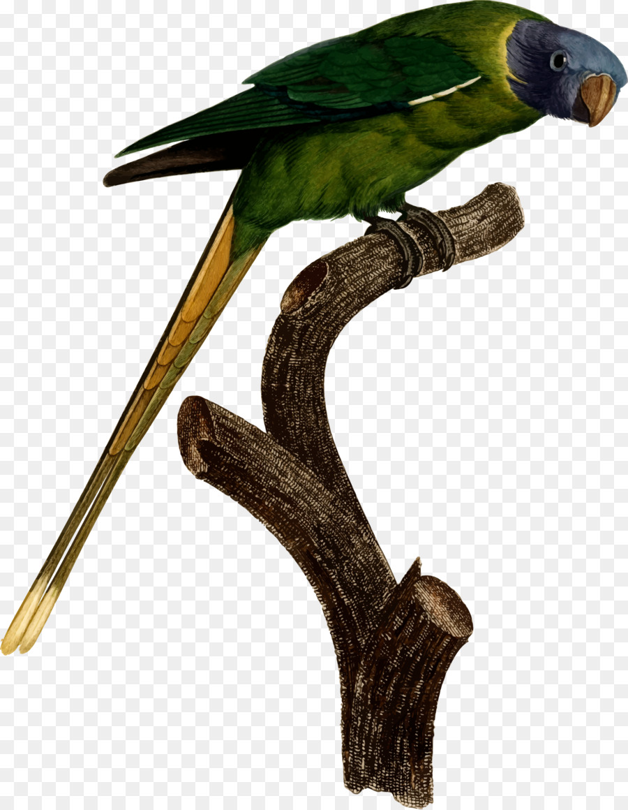 Uccello Canarino T-shirt Vero pappagallo Parrocchetto - kiwi uccello