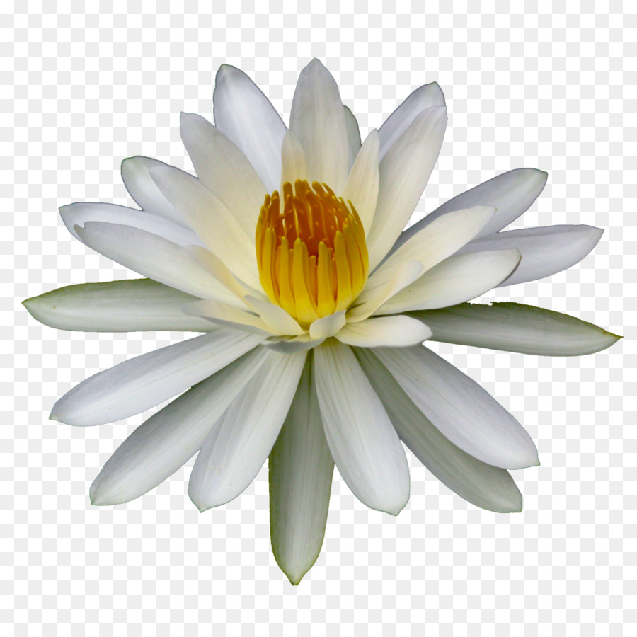 Fiore di Lilium, gigli d'Acqua Corpo idrico Impianto - giglio