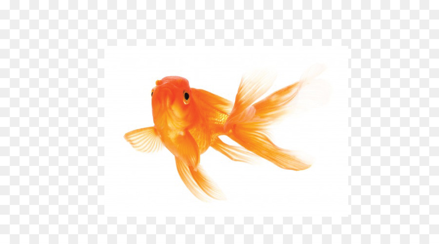 Koi Cura per i Vostri pesci Rossi Siamese fighting fish - il pesce d'oro