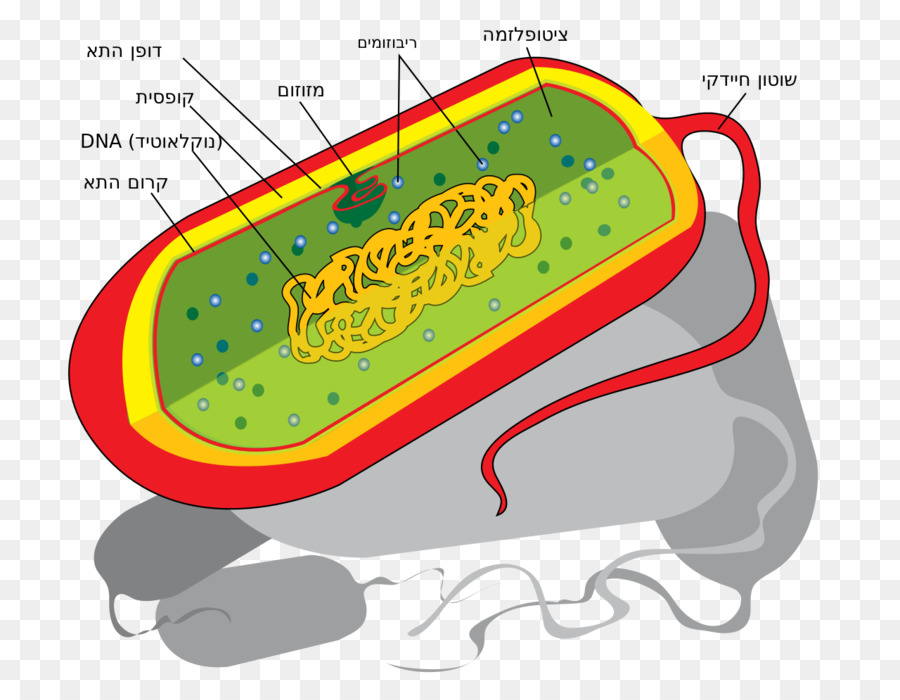 Prokaryote Zelle, Zellkern, Bakterien-Ribosom - Zelle