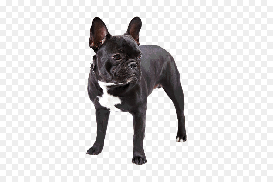 Chó Pháp Chó Đức Rottweiler Đồ Chó - chó