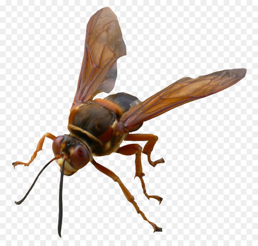 Bee Hornet Pterygota Peste Vespa - insetto