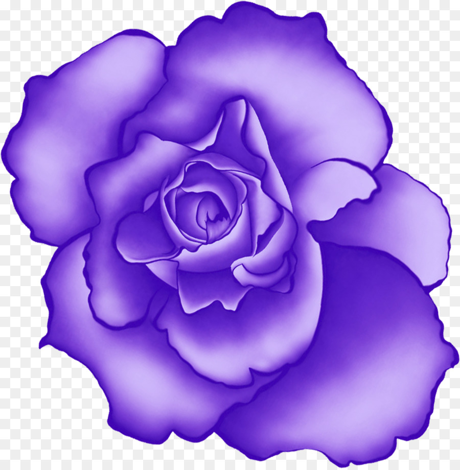 Strand-rose Blume Blau rose Rosaceae - lila