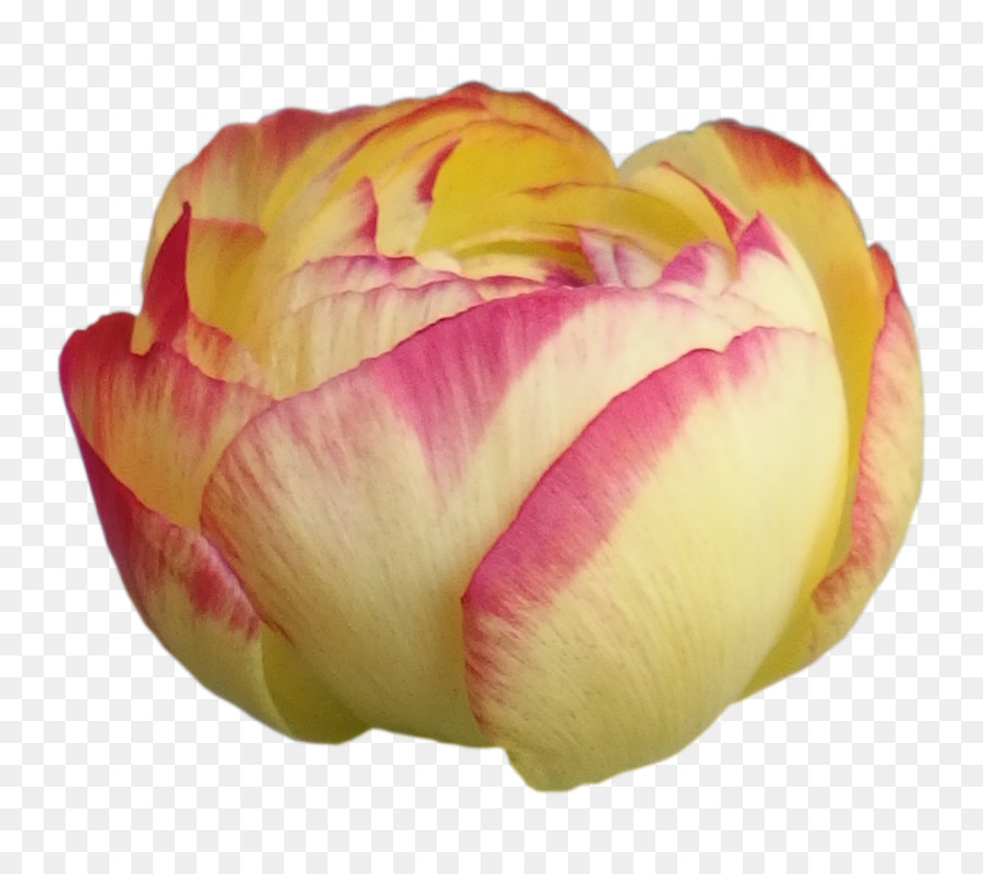 Schnittblumen, Tulpe, Blütenblatt Gelb - Vektor