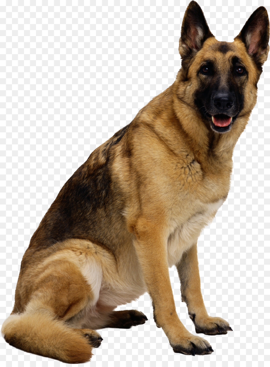Đức Shepherd con Chó con chó cứu Clip nghệ thuật - hạt dẻ