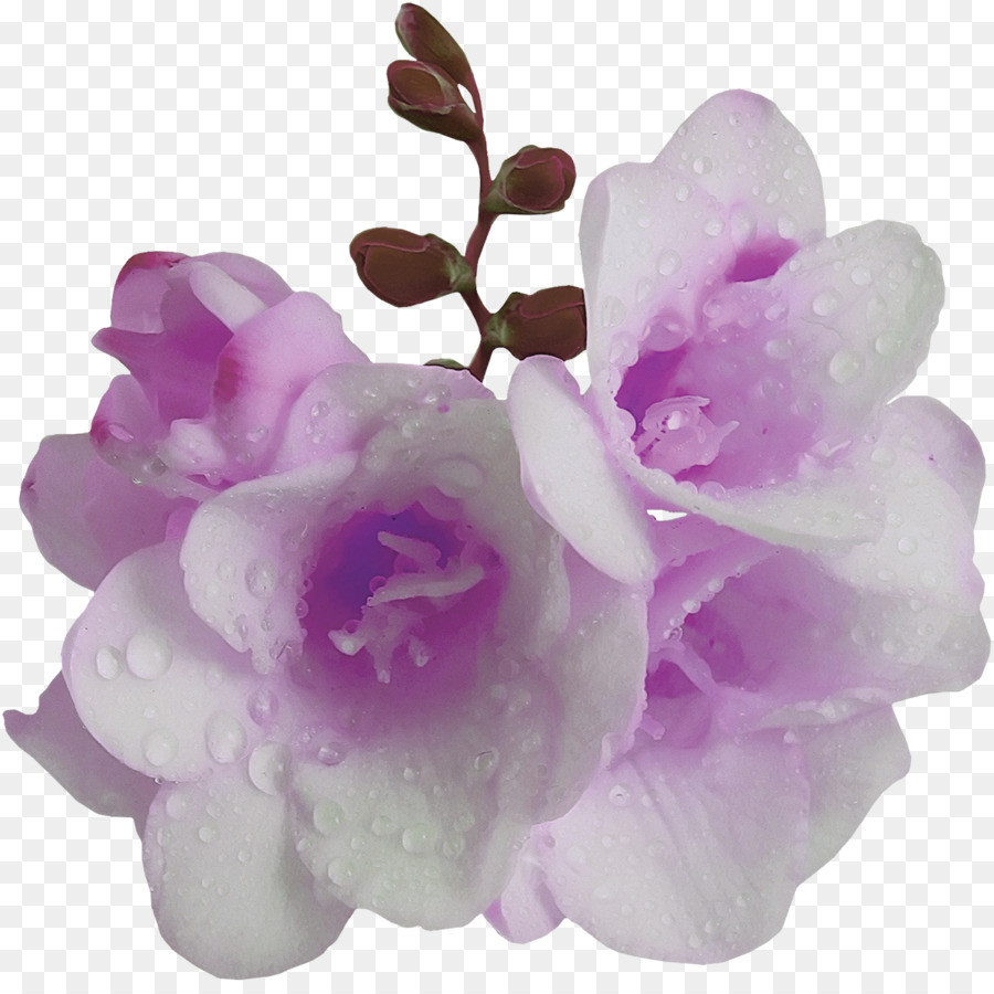 Blume Violett Purple Mauve - lila