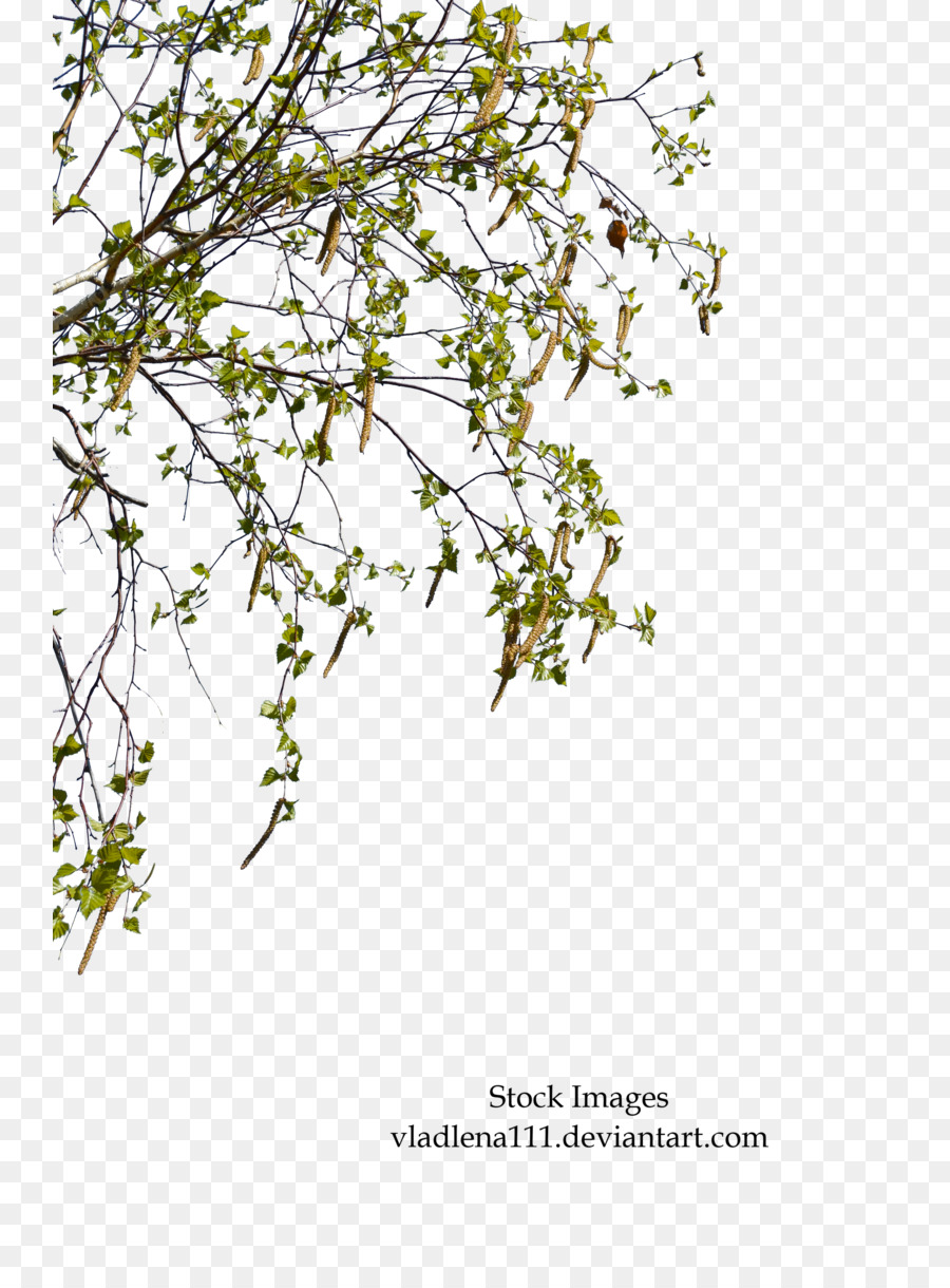 Papier-Birke Ast Baum Pflanze Zweig - Frühling Baum