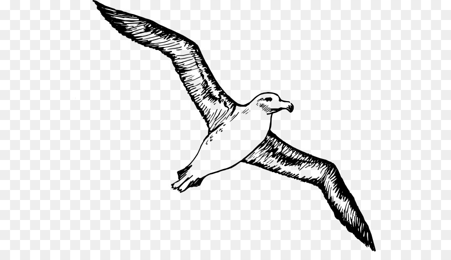 Albatros-clipart - Albatross