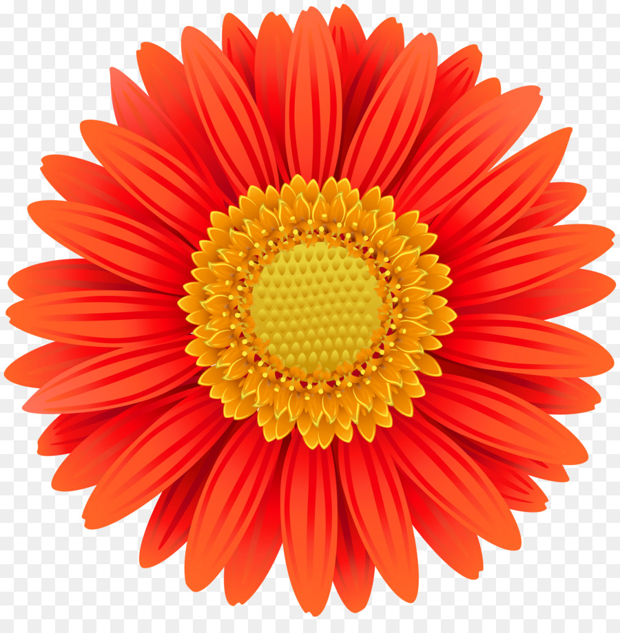 Transvaal daisy Fiore Comune di margherita di Clip art - calendula