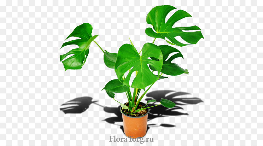 Blumentopf Zimmerpflanze Blatt-Pflanze-Stiel - Monstera