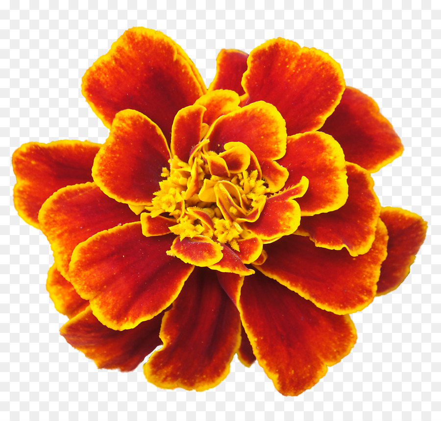 Mexikanische ringelblume-Blume-clipart - Ringelblume