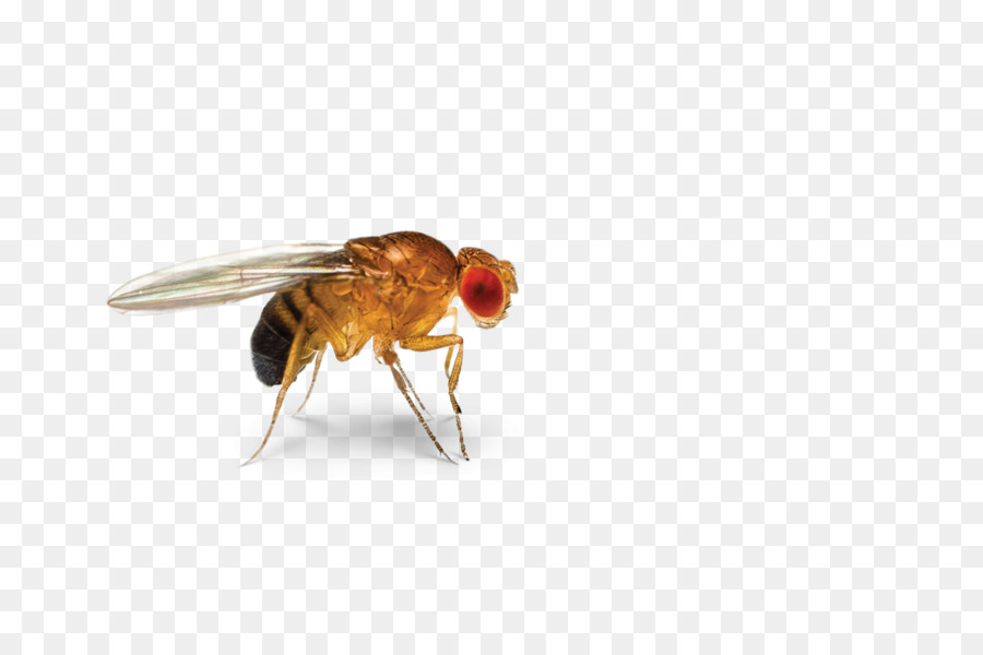 Eating Cartoon png download - 1600*1060 - Free Transparent Insect png  Download. - CleanPNG / KissPNG
