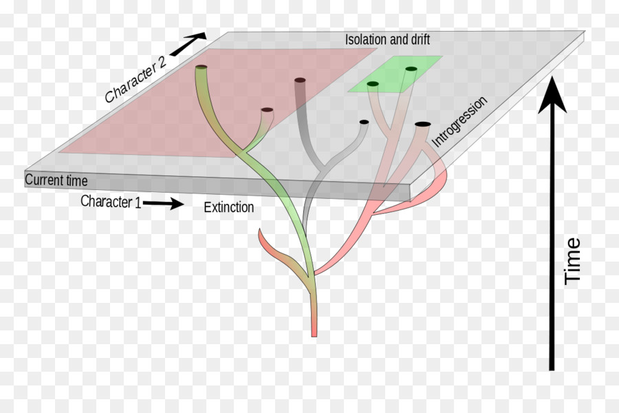 Systematik Phylogenetische Baum Phylogenie Evolution Phenetics - Baum Timeline
