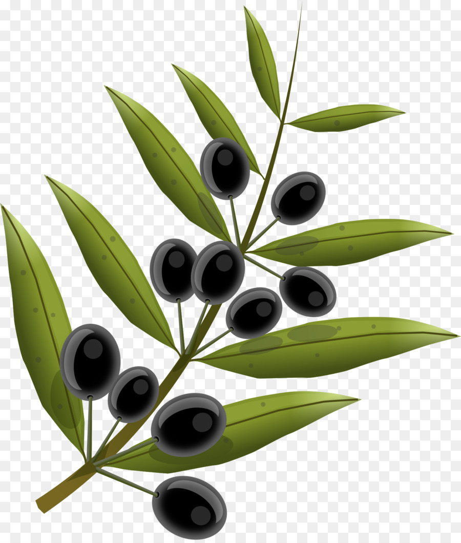 Olivenöl Olive leaf - Aquarell Zweig