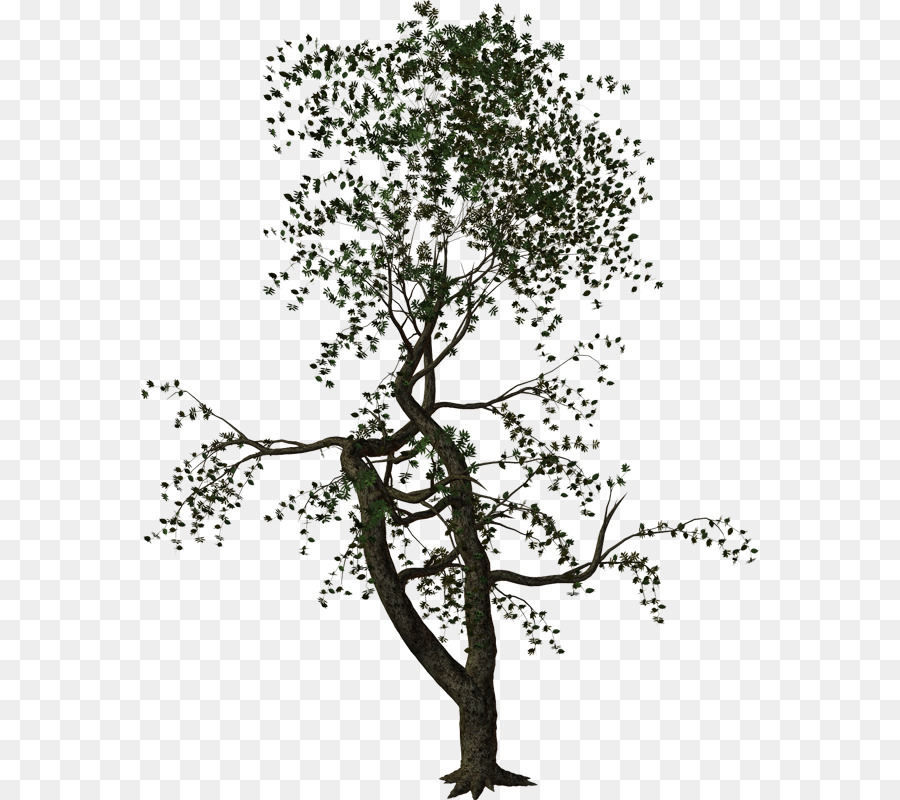 Albero di piante Legnose Arbustive Twig - ramoscelli