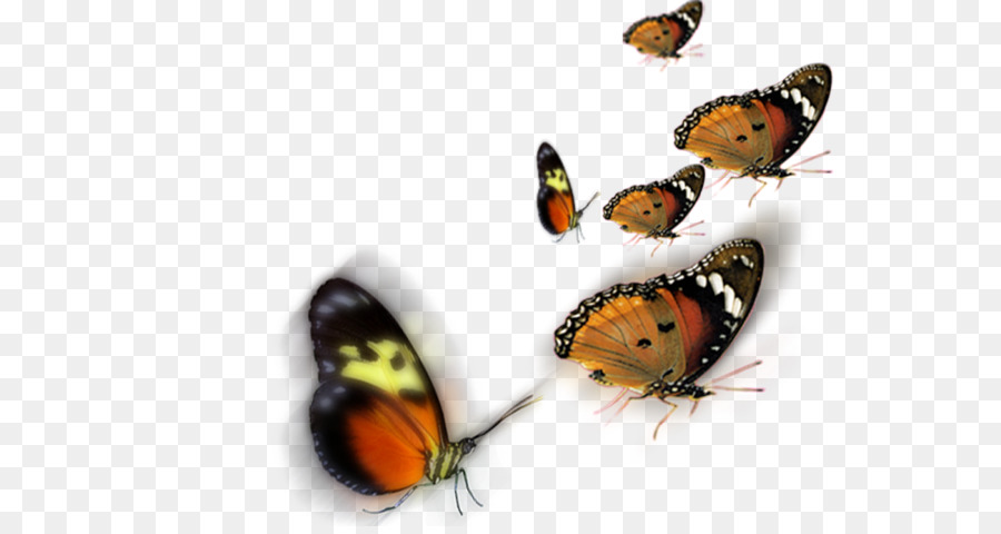 Schmetterling clip art - Schmetterling Rahmen