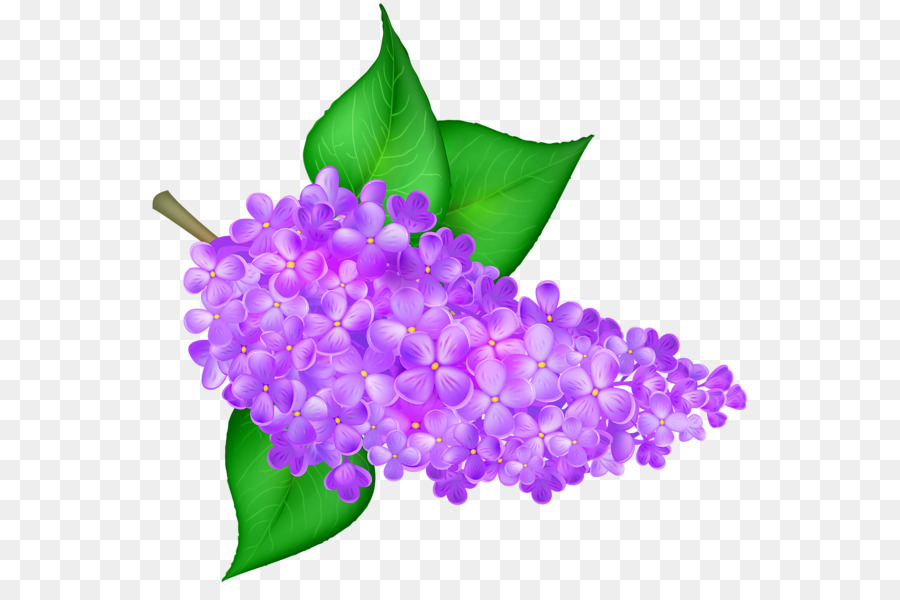 Common lilac Flower Desktop Wallpaper-Clip art - lila Blume