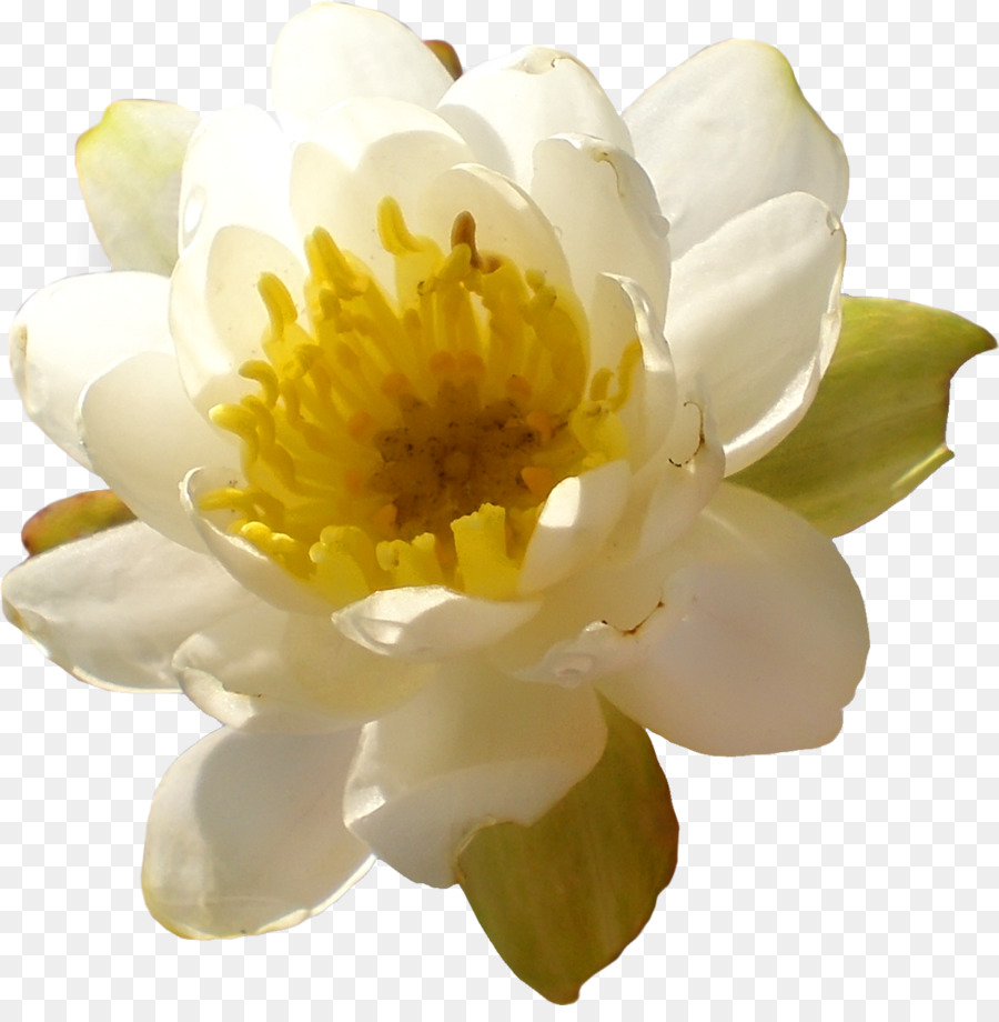 Hoa màu Vàng Thủy Cây Clip nghệ thuật - hoa sen