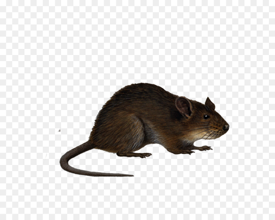 Topo ratto Nero Clip art - Ratto & Mouse
