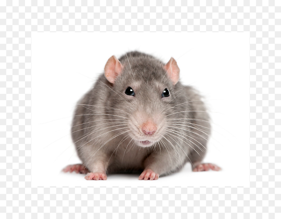 Braune Ratte, die Schwarze Ratte, Nagetier, Maus, Labor-Ratte - Ratte & Maus