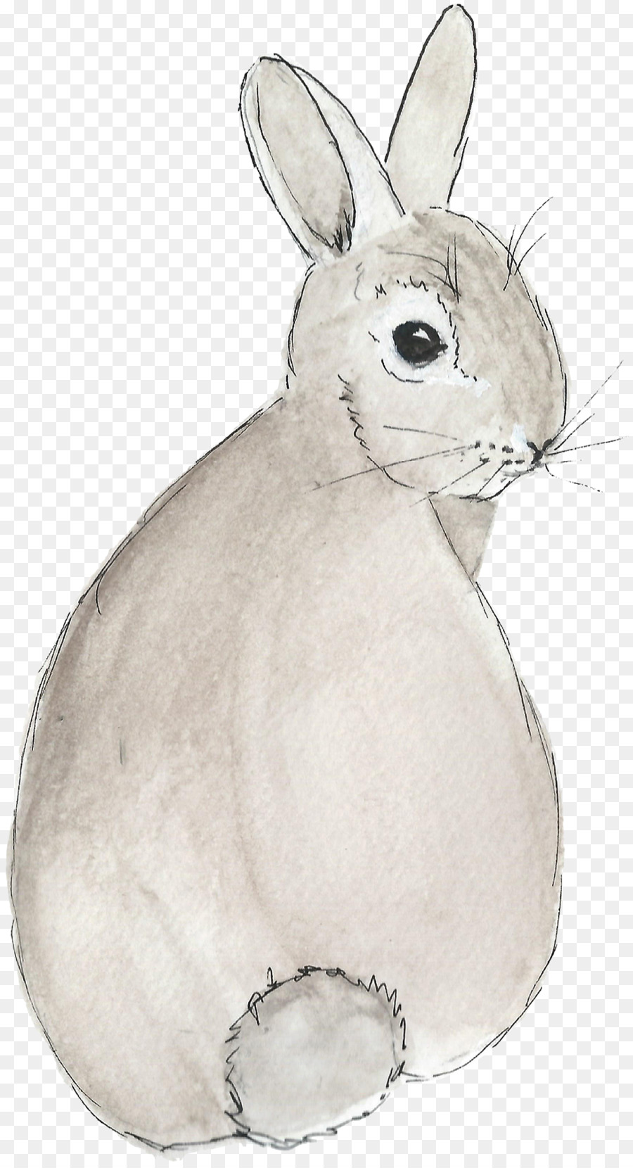 Coniglietto di pasqua, coniglio Lepre Vertebrati - Acquerello Bunny