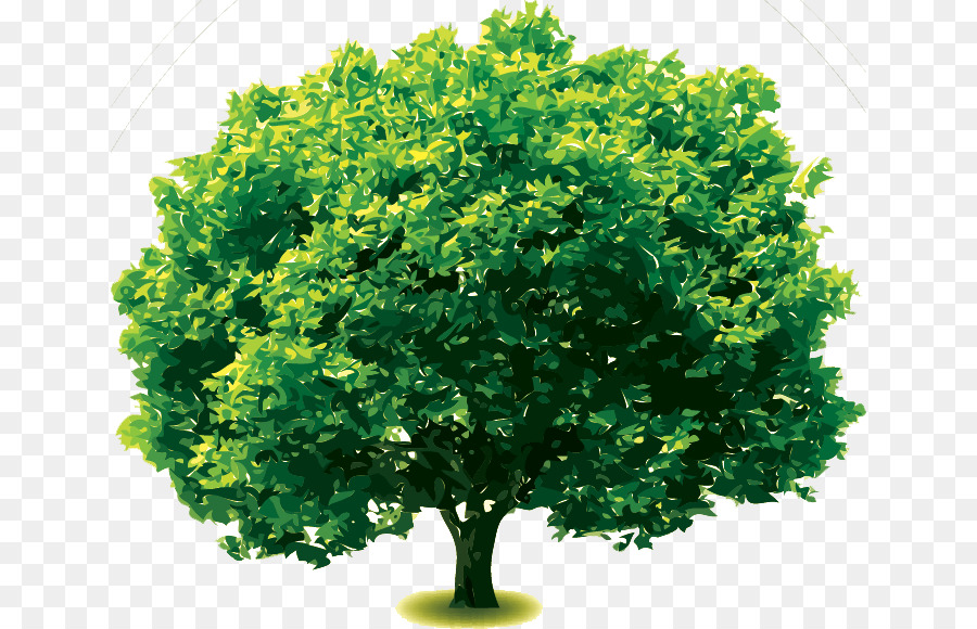 Grevillea Robusta Oak Tree Clip Art - Eiche