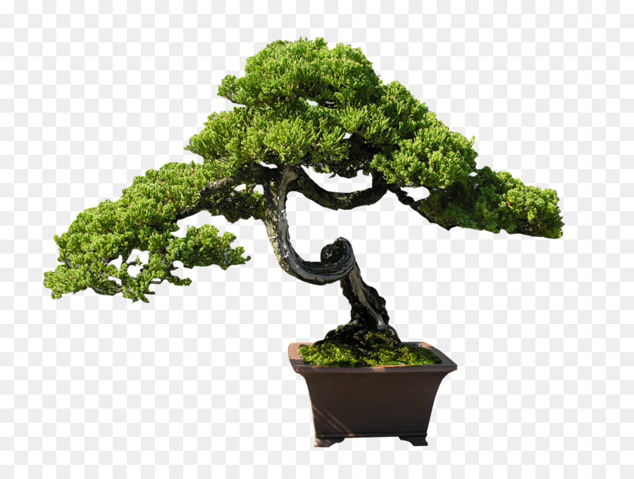 Indoor-bonsai-Baum Clip art - Bonsai