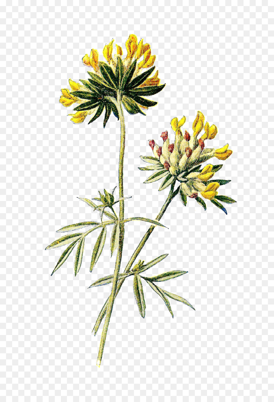 Wildflower Botanica - rene