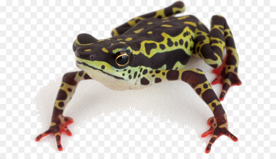 Lưỡng cư Panama vàng ếch Atelopus spumarius Atelopus balios - Lưỡng cư