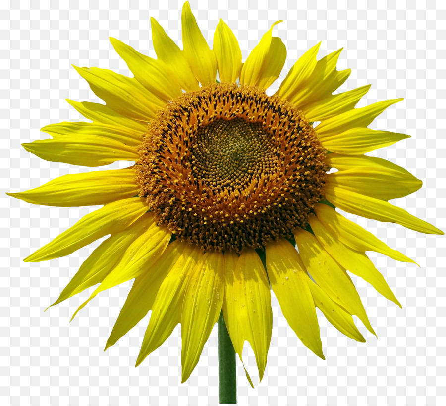 Gemeinsame Sonnenblume clipart - Sonnenblume