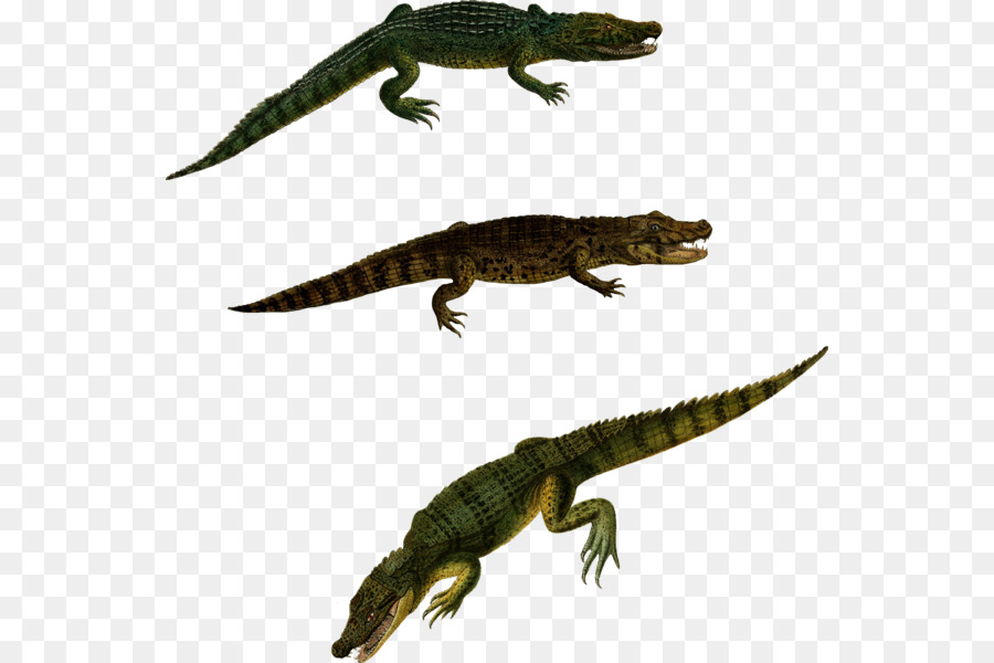 Newt Krokodile Alligator Lizard - Reptil
