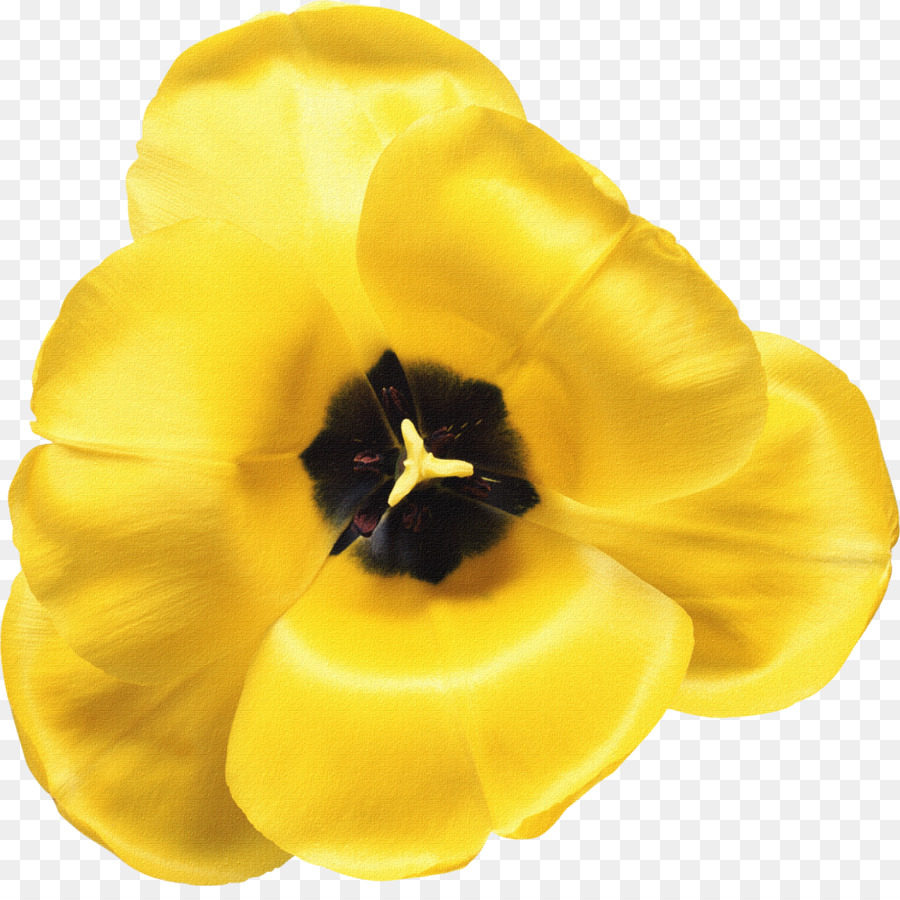 Tulip Flower Wattpad esente da royalty - fiori d'arancio
