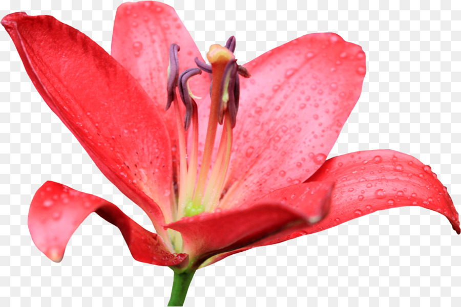 Hoa Hổ lily Phục sinh Cánh hoa lily - Callalily