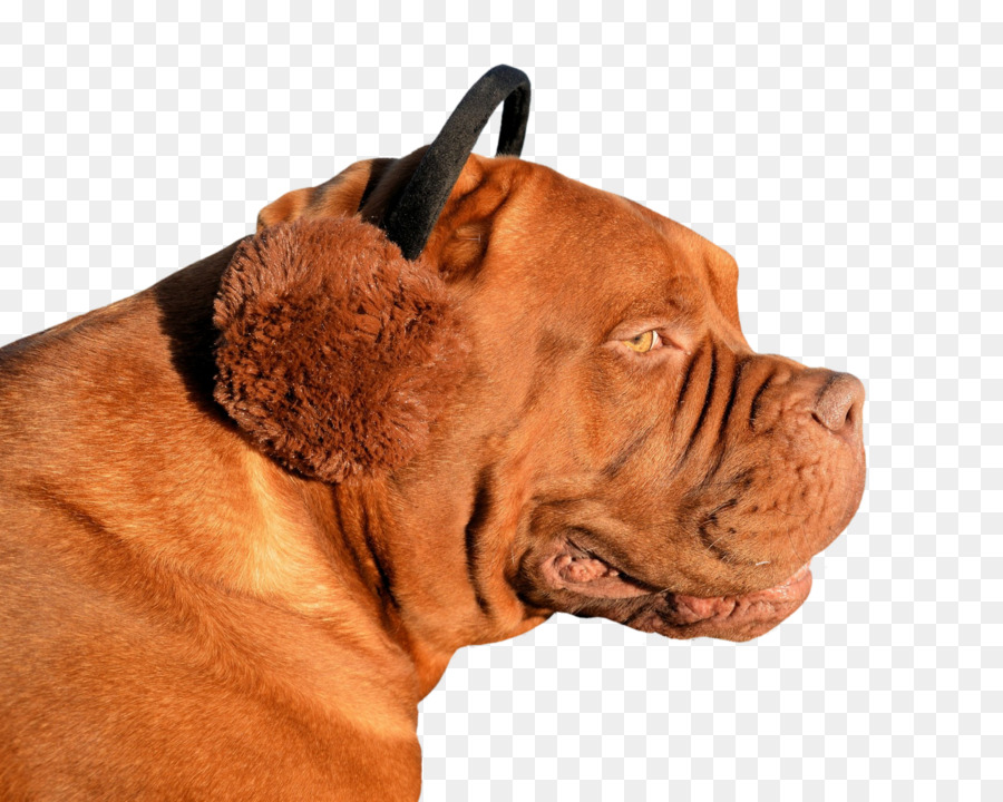 Dogue de Bordeaux-American Pit Bull Terrier Welpe Tier Erfindung - Bulldogge