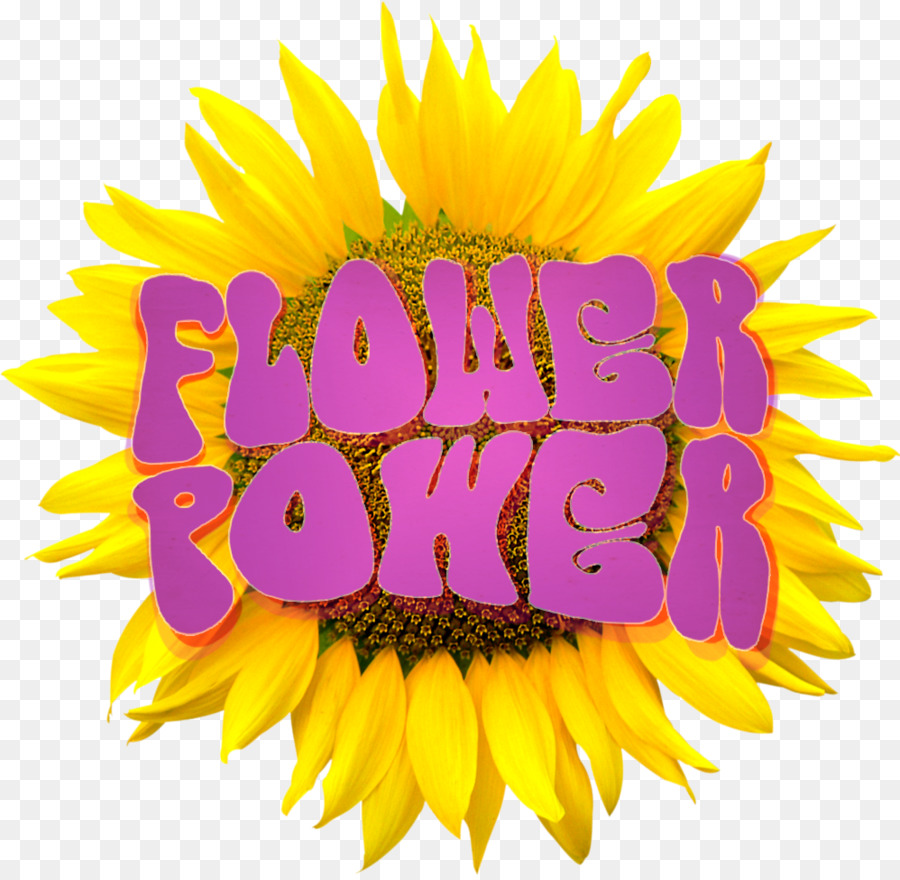 Blumen Hướng dương hình Ảnh giải quyết Clip nghệ thuật - Biểu tượng hoa