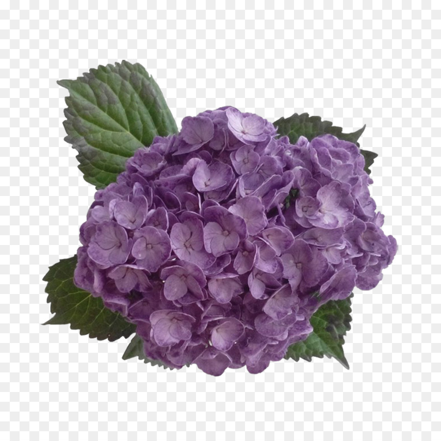 Hortensie Lila Lavendel Blume Lila - Hortensie