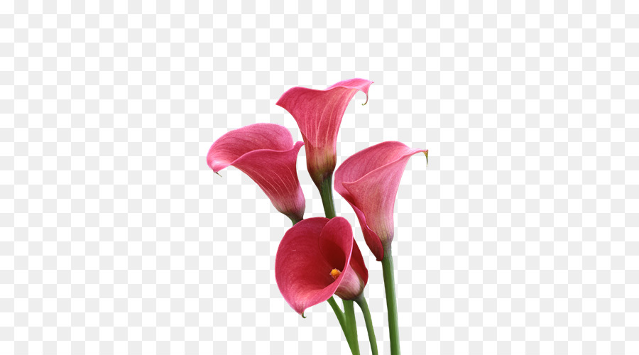 Arum-lily fiori Lilium - Callalily