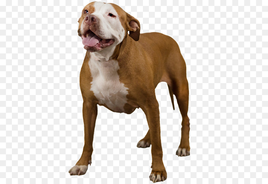 American Bully American Pit Bull Terrier Seltene Rasse (Hund) - Pitbull