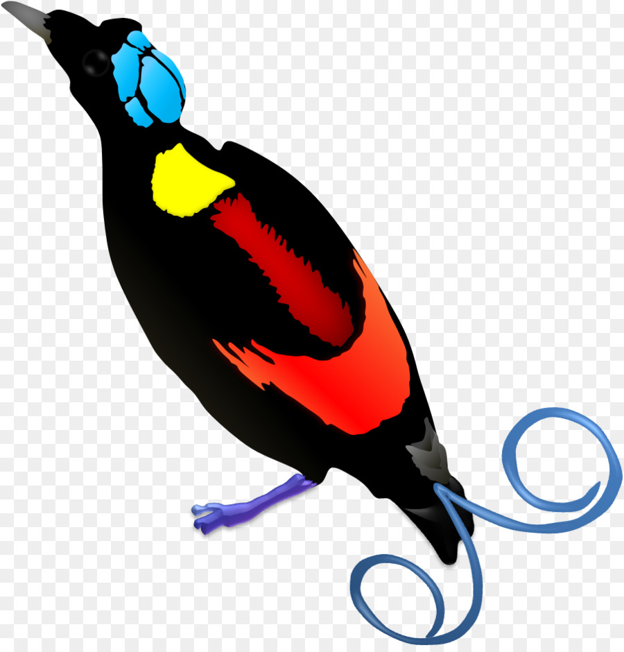 Wilson bird của thiên đường New Guinea Raggiana bird của thiên đường - thiên đường