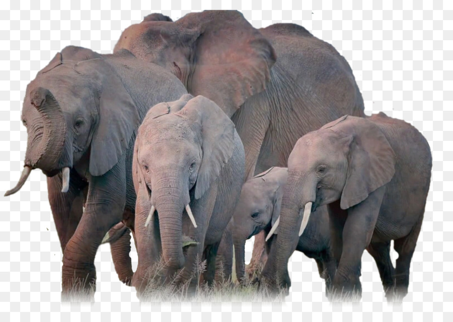 Afrikanischer Elefant Indischer Elefant Herde - Elefant