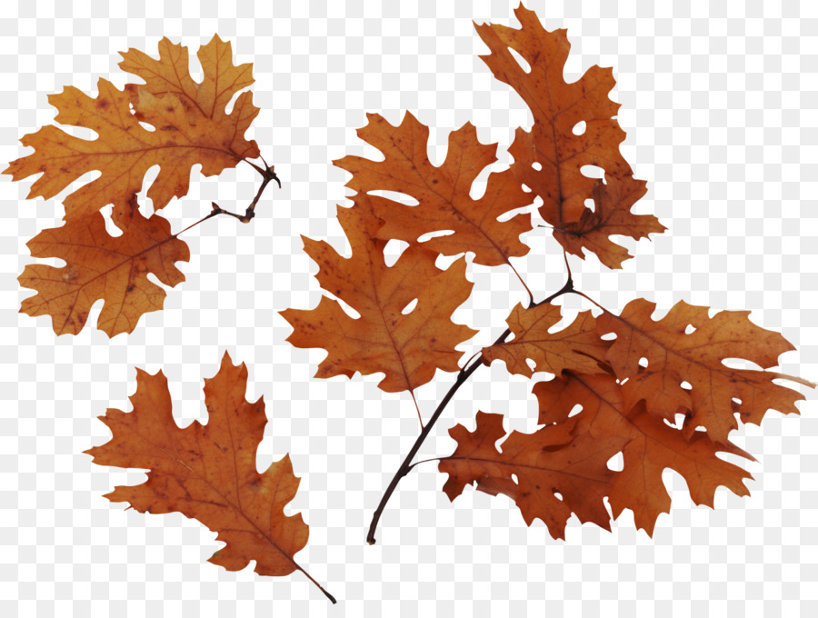 Palude spagnolo Bur oak rovere Quercus velutina inglese Foglia di quercia - foglia di acero