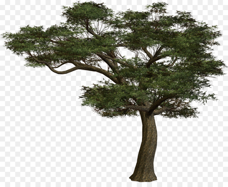 Baum Holz Pflanze, Magnolia - Bonsai