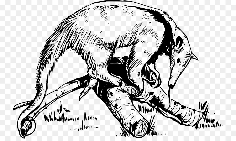 Thú Ăn Kiến Lười Aardvark, Con Tatu - Thú ăn kiến