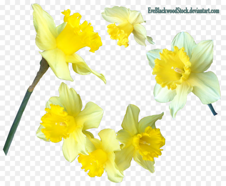 Daffodil Lampada Clip art - narciso