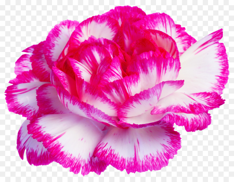 R G Fiori e Piante Ltd Lilium columbianum Adesivo 1-800-Flowers - Garofano