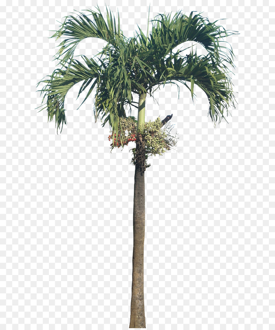 Adonidia Coconut Tree Trunk - Palmen